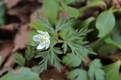 Anemonoides amurensis