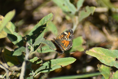 Phyciodes phaon phaon