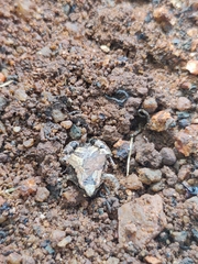 Microhyla