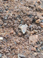 Microhyla