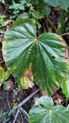 Begonia chitoensis