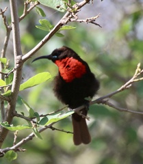 Chalcomitra senegalensis