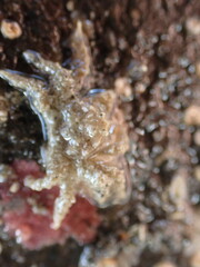 Neohymenicus pubescens