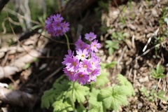 Primula jesoana