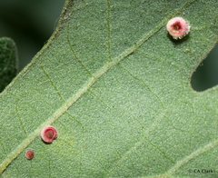 Dryocosmus minusculus