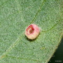 Dryocosmus minusculus