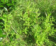 Haloragis erecta erecta