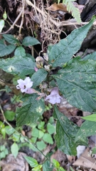 Strobilanthes