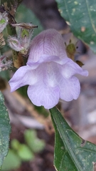Strobilanthes