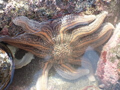 Stichaster australis