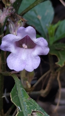 Strobilanthes