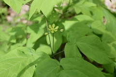 Caulophyllum robustum