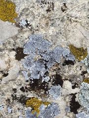 Lichinaceae