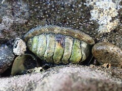 Sypharochiton pelliserpentis