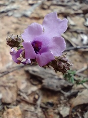 Prostanthera