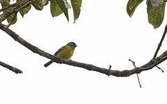 Phyllomyias nigrocapillus