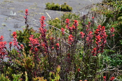 Castilleja irasuensis