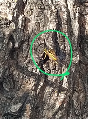 Vespula germanica