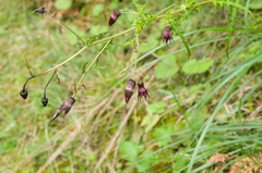 Cirsium suzukii
