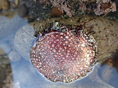 Evechinus chloroticus