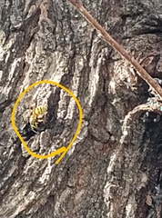 Vespula germanica