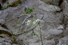 Epimedium koreanum