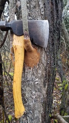 Fomitiporia punctata