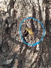 Vespula germanica