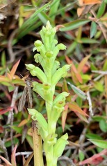 Microtis arenaria