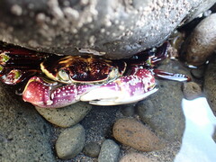 Leptograpsus variegatus