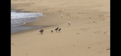 Limosa lapponica