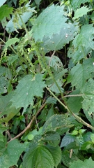 Urtica thunbergiana