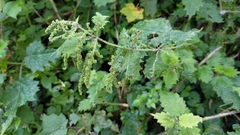 Urtica thunbergiana