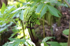 Angelica ursina