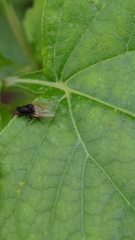 Minettia longipennis