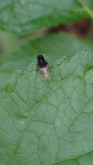 Minettia longipennis