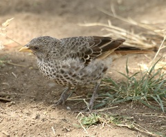 Histurgops ruficauda