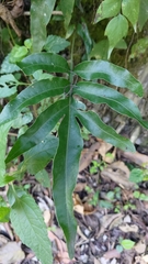 Leptochilus ellipticus