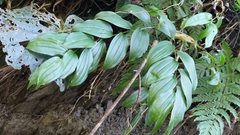 Disporum kawakamii
