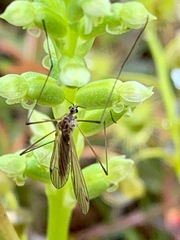 Microtis arenaria