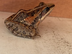 Ptychadena mossambica