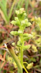 Microtis arenaria