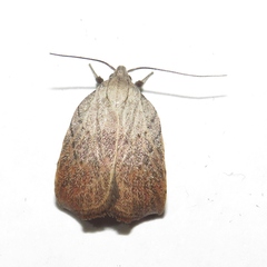 Tortricopsis pyroptis