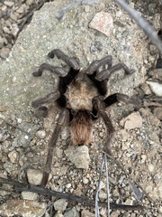 Aphonopelma chalcodes
