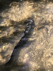 Anguilla dieffenbachii