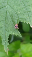 Coccinelloidea