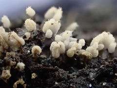 Arcyria cinerea