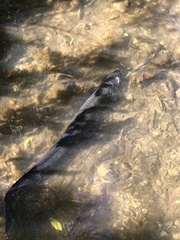 Anguilla dieffenbachii