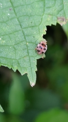 Coccinelloidea