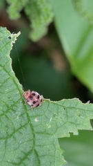 Coccinelloidea